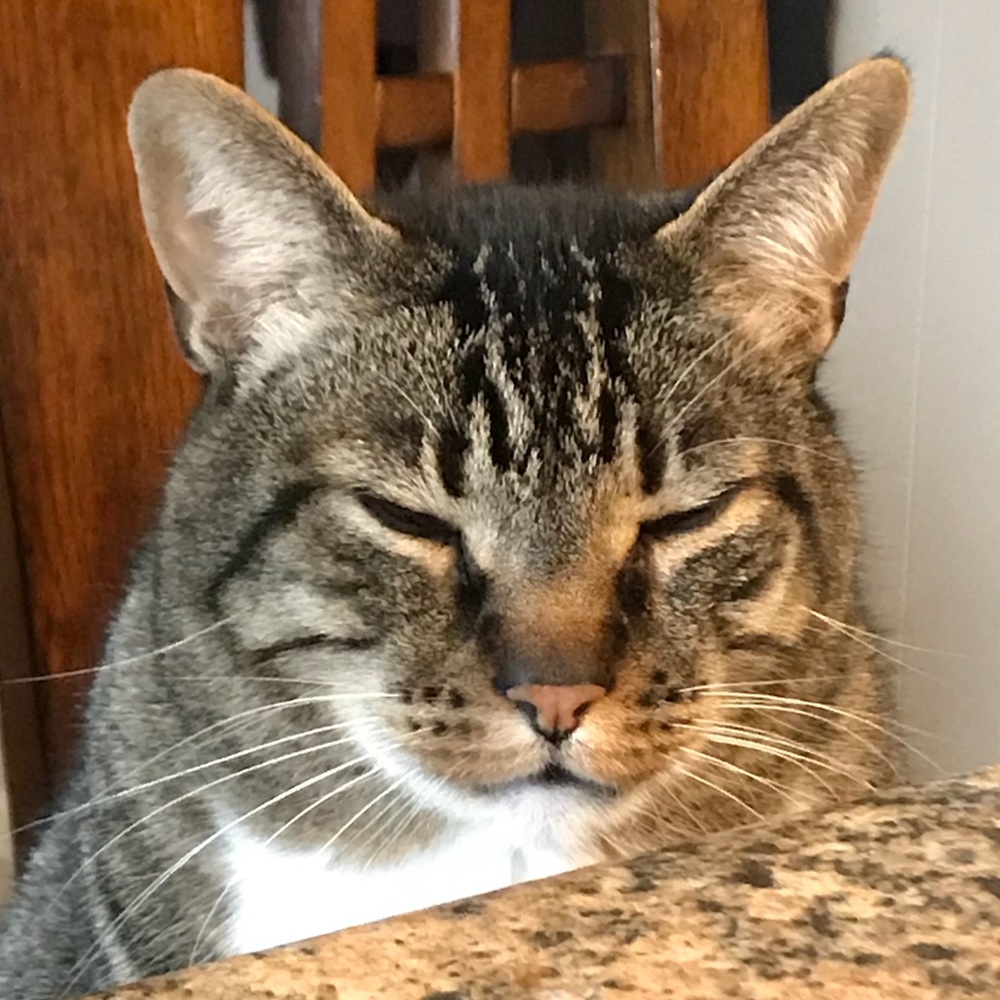 Meet your Posher, Molly